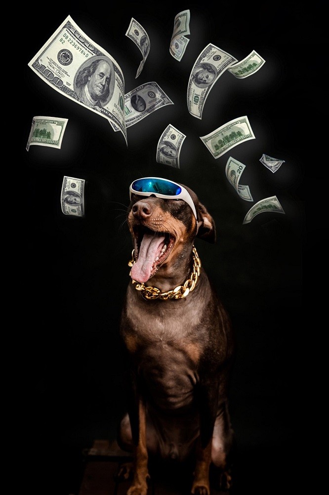 A medium sized brown dog is wearing a big chunky gold chain and white sunglasses while $20 and $100 bills rain down on him