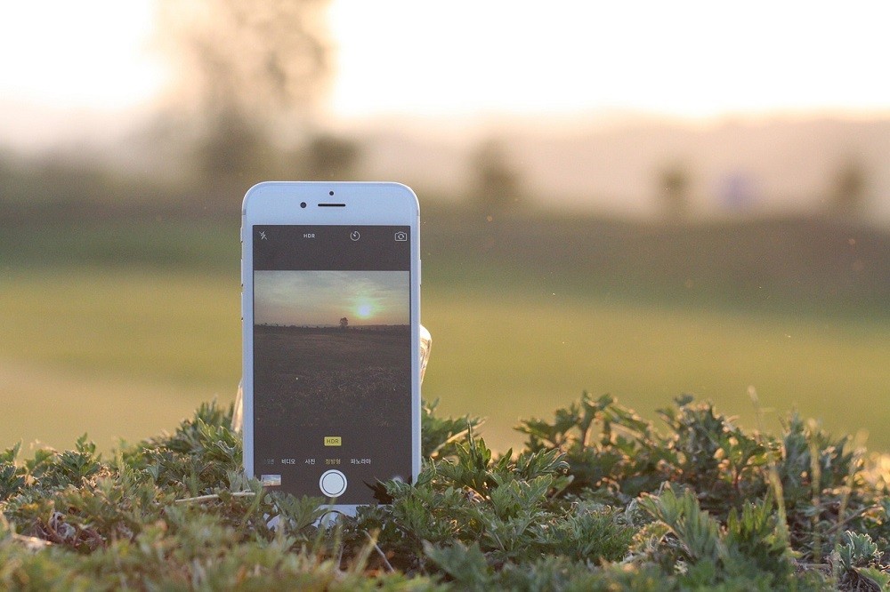 A mobile phone sits in a small bush beside a greenspace