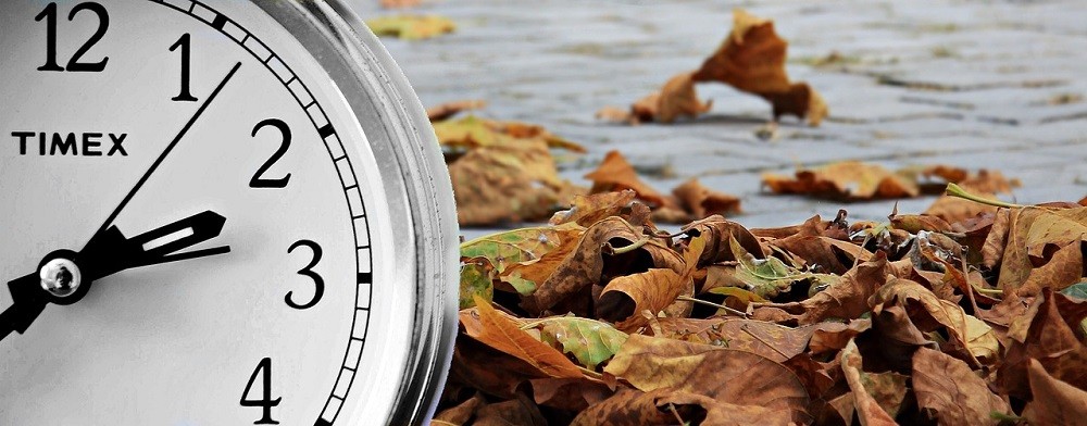 A Timex watch with a white dial and black numerals is laying in a pile of leaves