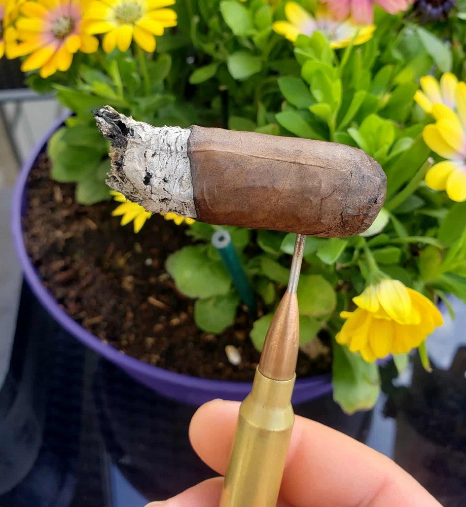 The last few inches of a brown cigar is being smoked
